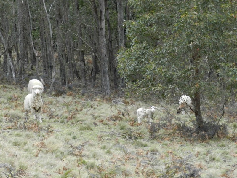 5 Chalkers Lane, Taralga NSW 2580