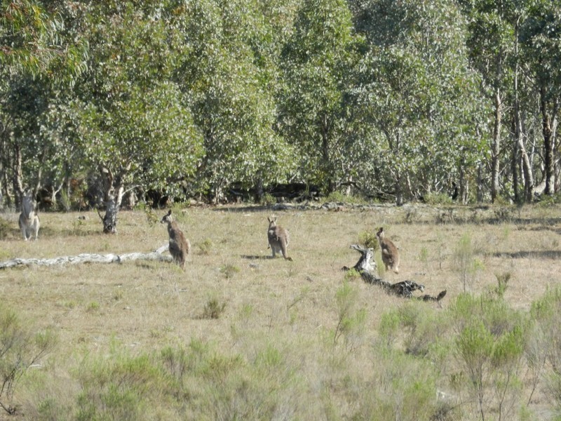 31 Kiowarrah Road, Bevendale NSW 2581