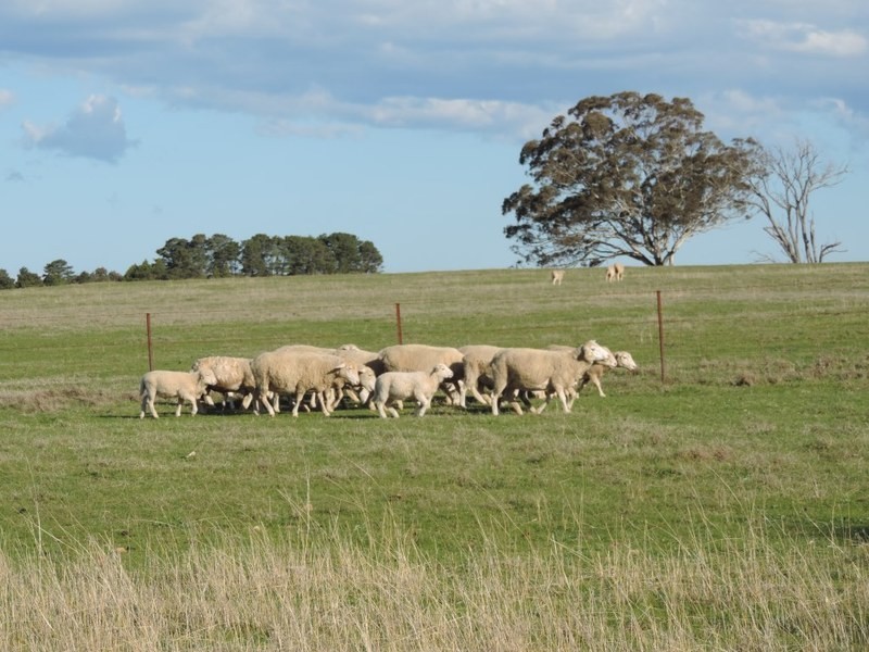 117 Fernleigh Close, Windellama NSW 2580