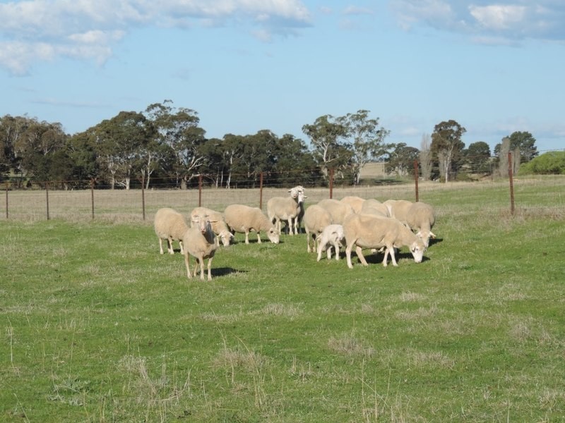 117 Fernleigh Close, Windellama NSW 2580