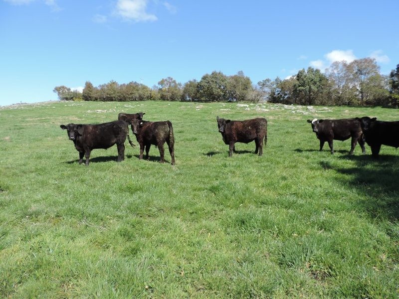 1562 Taralga Road, Laggan NSW 2583