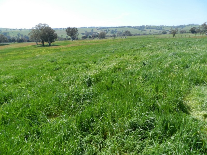 Lot 1 Sylvia Vale Road, Binda NSW 2583