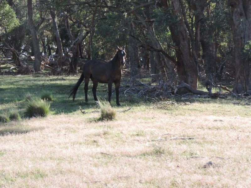 Jerrong Views Lot 171 Jerrong Road, Taralga NSW 2580