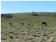 211 Pomaroy Mill Ford Road, Goulburn NSW 2580