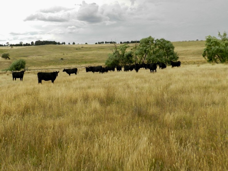 Curraweela Golspie Road, Laggan NSW 2583