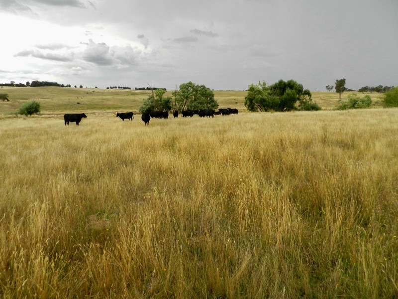 Curraweela Golspie Road, Laggan NSW 2583