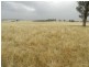 Curraweela Golspie Road, Laggan NSW 2583