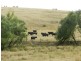 Curraweela Golspie Road, Laggan NSW 2583
