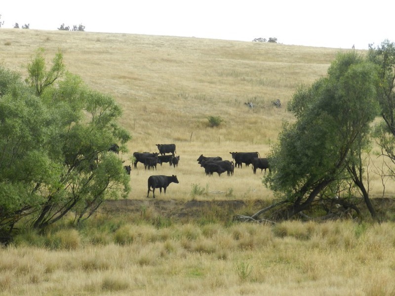 Curraweela Golspie Road, Laggan NSW 2583