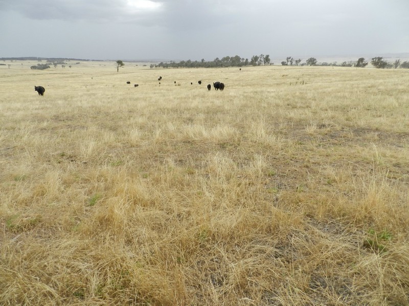 Curraweela Golspie Road, Laggan NSW 2583