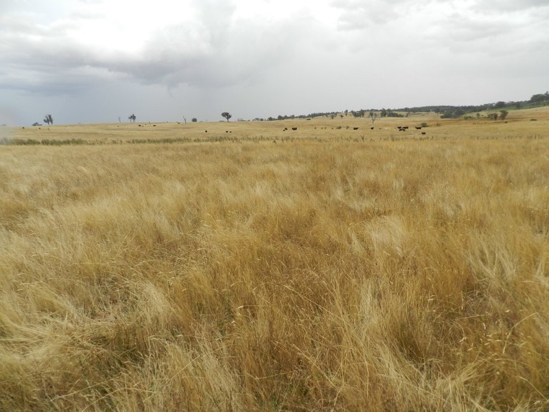 Curraweela Golspie Road, Laggan NSW 2583