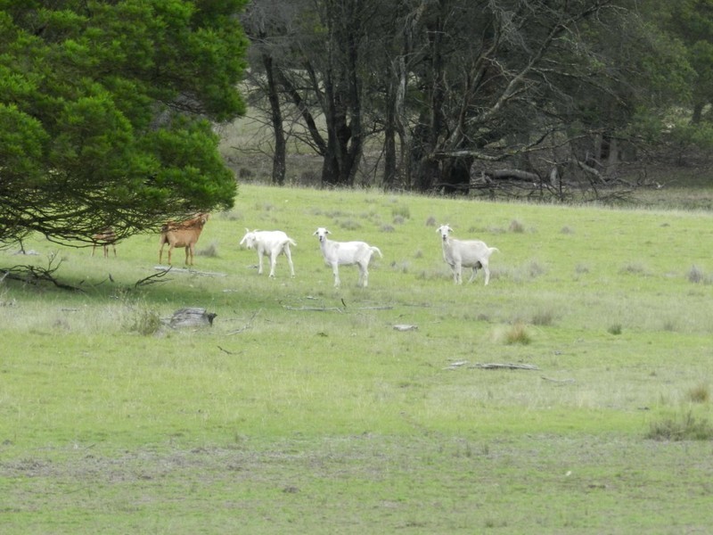 667 Readers Road, Goulburn NSW 2580