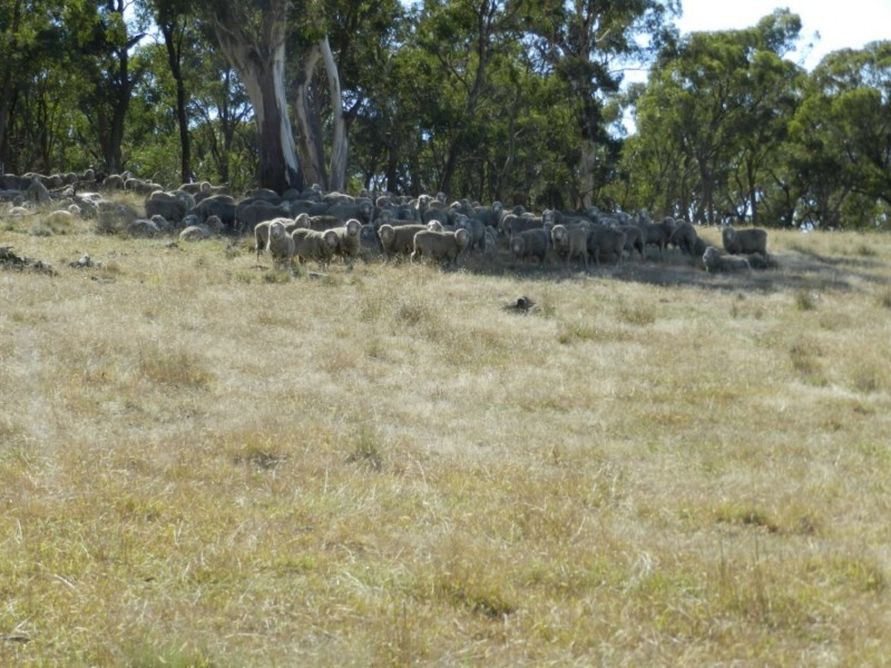 Lot 2 Golspie Road, Taralga NSW 2580
