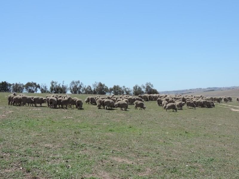 3150 Golspie Road, Laggan NSW 2583