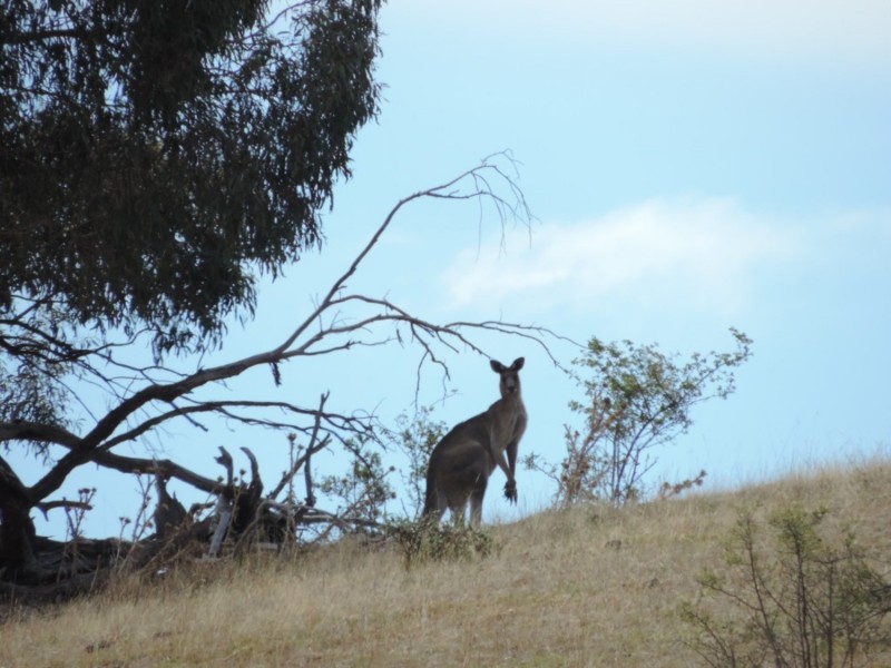 Lot 1 Mulgowrie Road, Binda NSW 2583