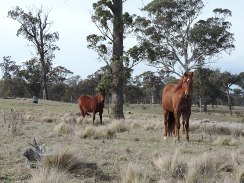 63 Hazelton Road, Bungonia NSW 2580