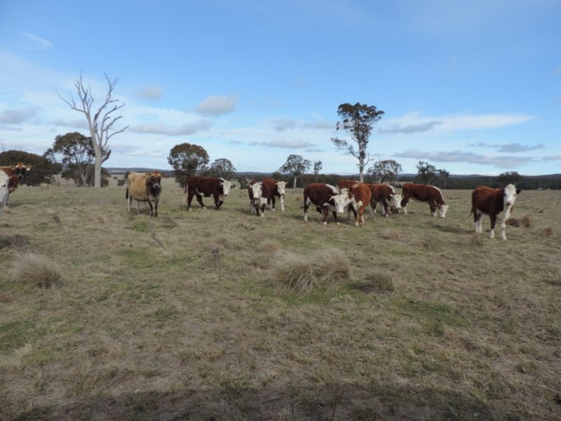 63 Hazelton Road, Bungonia NSW 2580