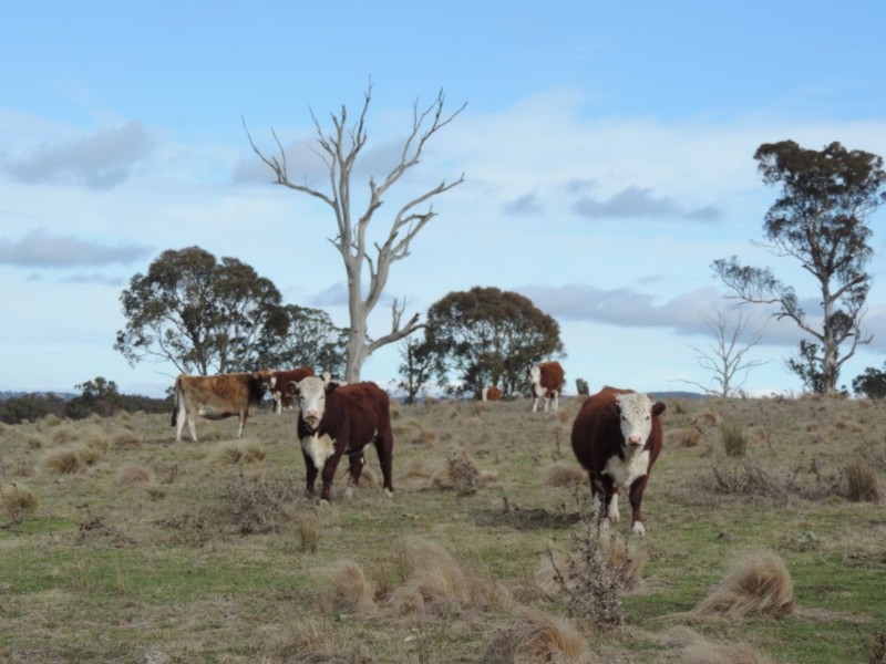 63 Hazelton Road, Bungonia NSW 2580