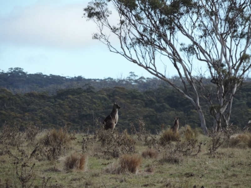 63 Hazelton Road, Bungonia NSW 2580