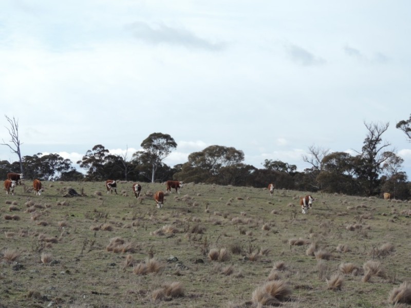 63 Hazelton Road, Bungonia NSW 2580