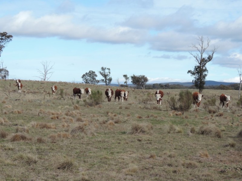 63 Hazelton Road, Bungonia NSW 2580
