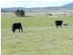 Brisbane Grove NSW 2580