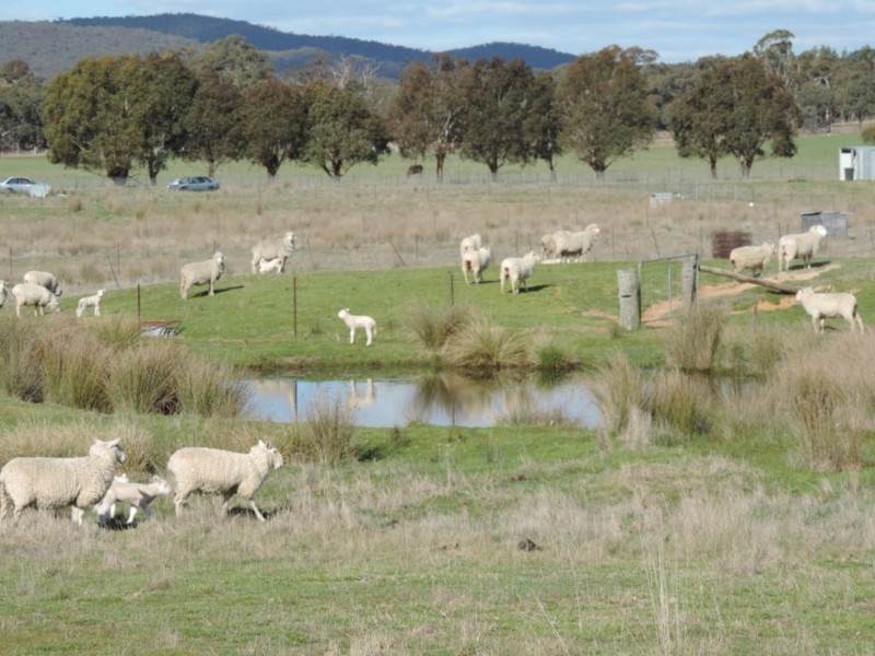 197 Kangaloolah Road, Binda NSW 2583