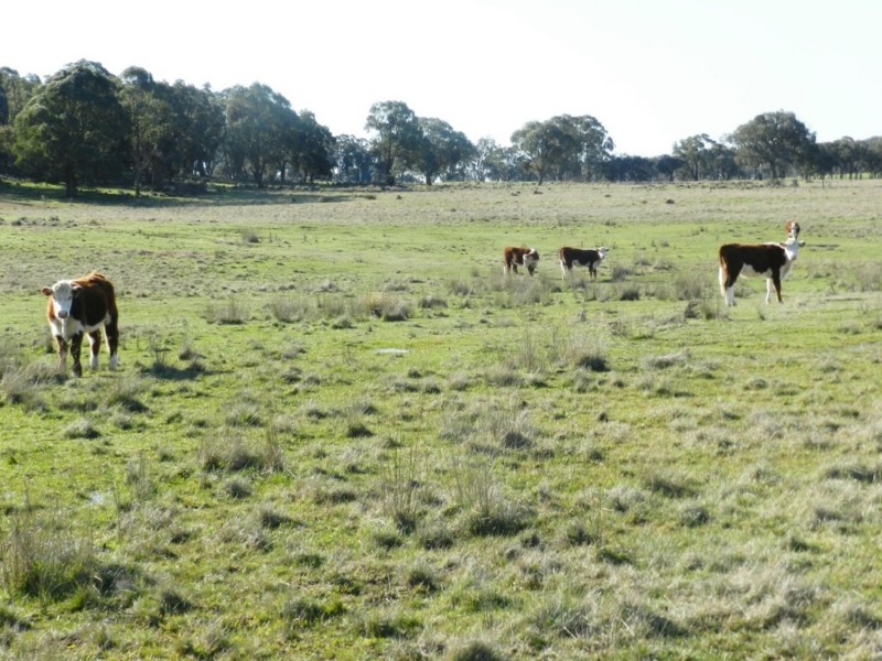 1721 Golspie Road, Golspie NSW 2580