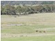 1721 Golspie Road, Golspie NSW 2580