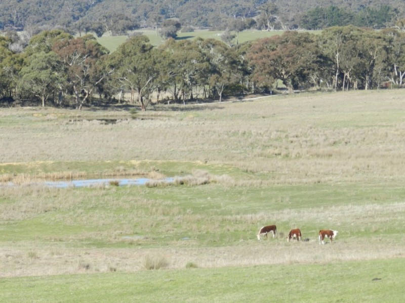 1721 Golspie Road, Golspie NSW 2580
