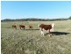1721 Golspie Road, Golspie NSW 2580