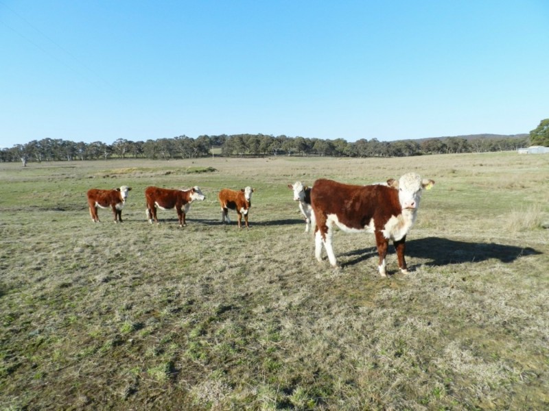 1721 Golspie Road, Golspie NSW 2580