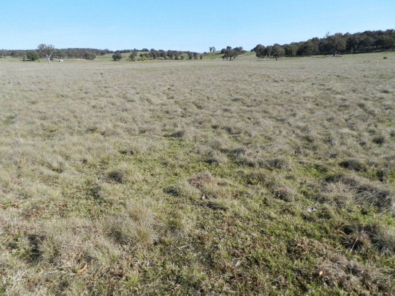 1721 Golspie Road, Golspie NSW 2580