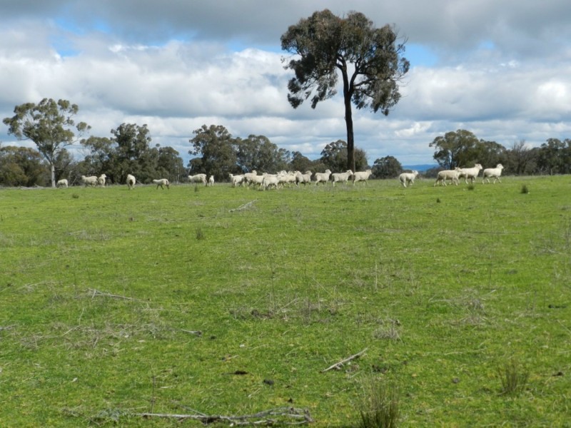 Lot 1 Bigga Road, Bigga NSW 2583