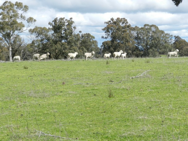 Lot 1 Bigga Road, Bigga NSW 2583