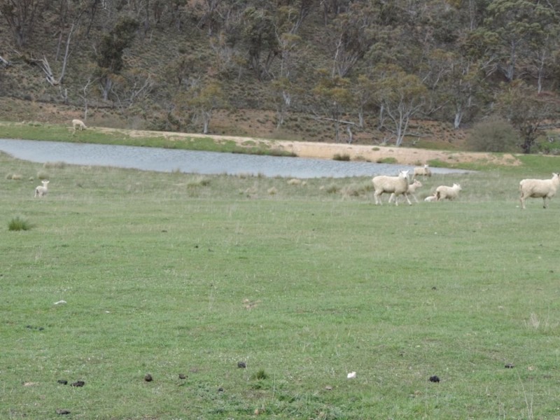 Lot 5 Middle Arm Road, Middle Arm NSW 2580