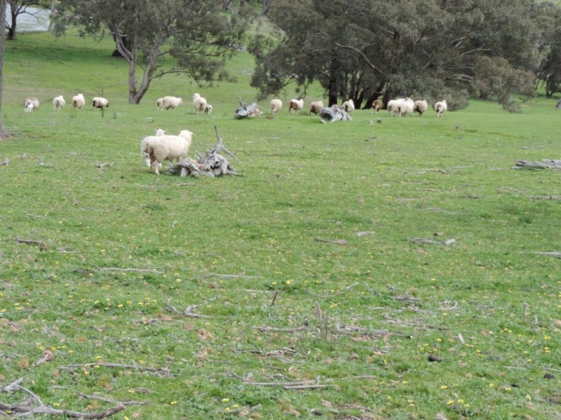 Lot 3 Off Edward Street, Binda NSW 2583