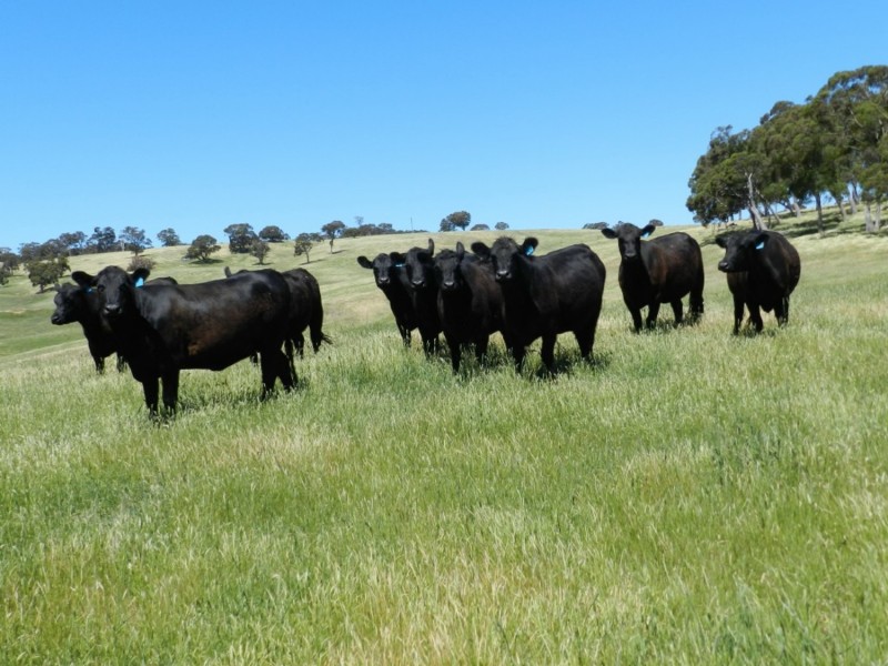 Silverton 2288 Gurrundah Road, Goulburn NSW 2580