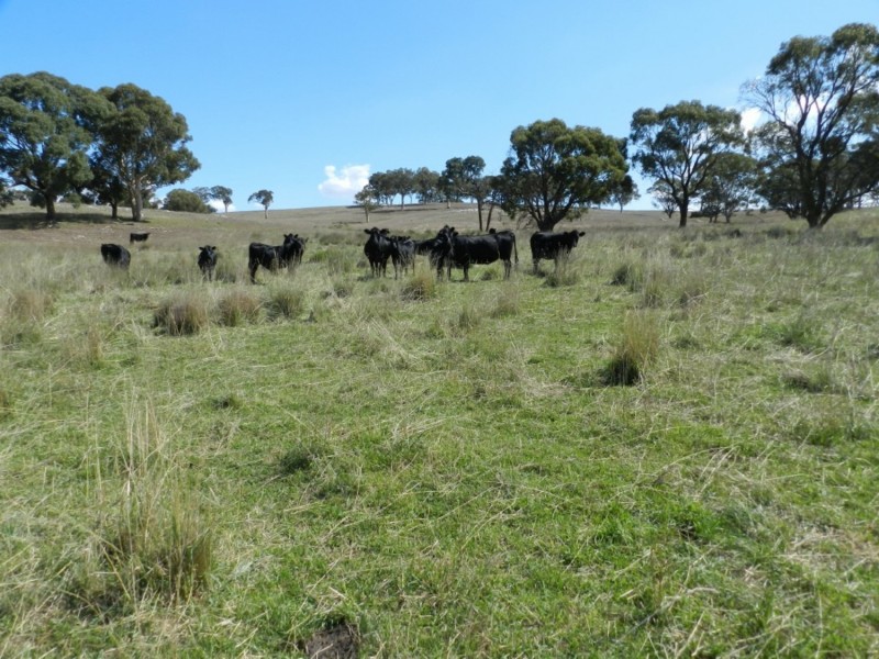 Silverton 2288 Gurrundah Road, Goulburn NSW 2580