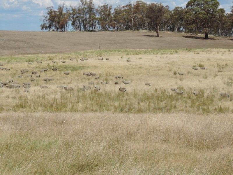 2213 Taralga Road, Laggan NSW 2583