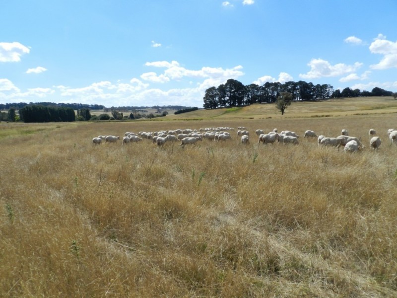 61 Woodhouselee Road, Laggan NSW 2583