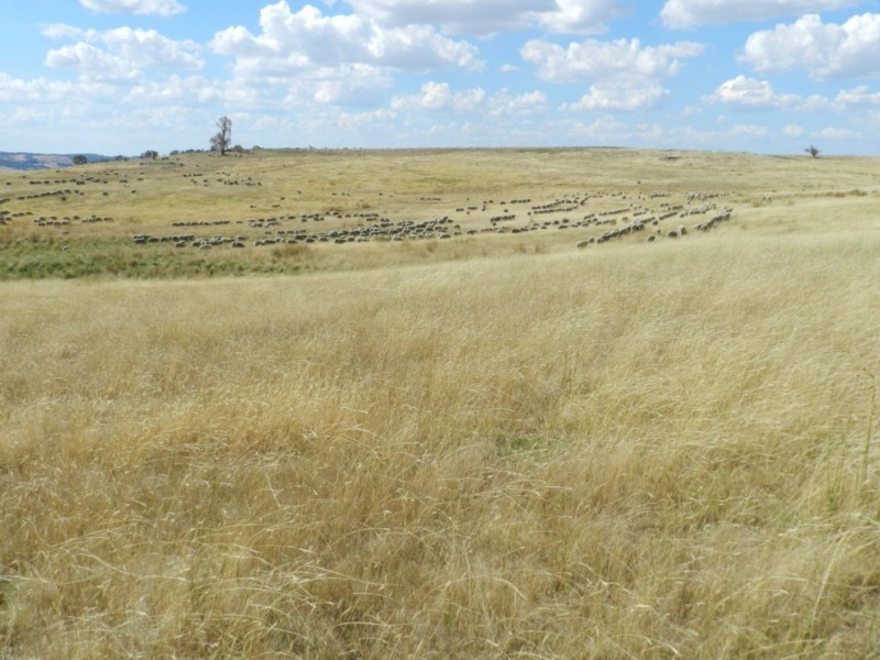 61 Woodhouselee Road, Laggan NSW 2583