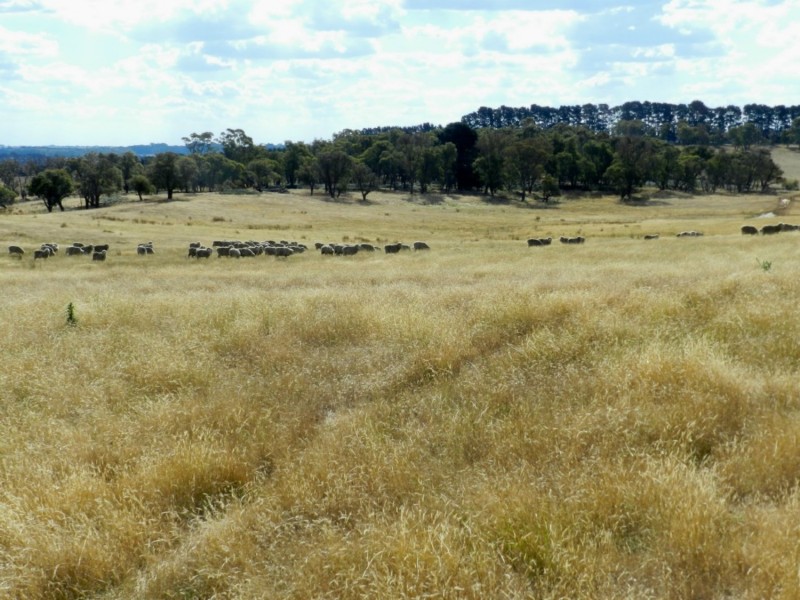 61 Woodhouselee Road, Laggan NSW 2583