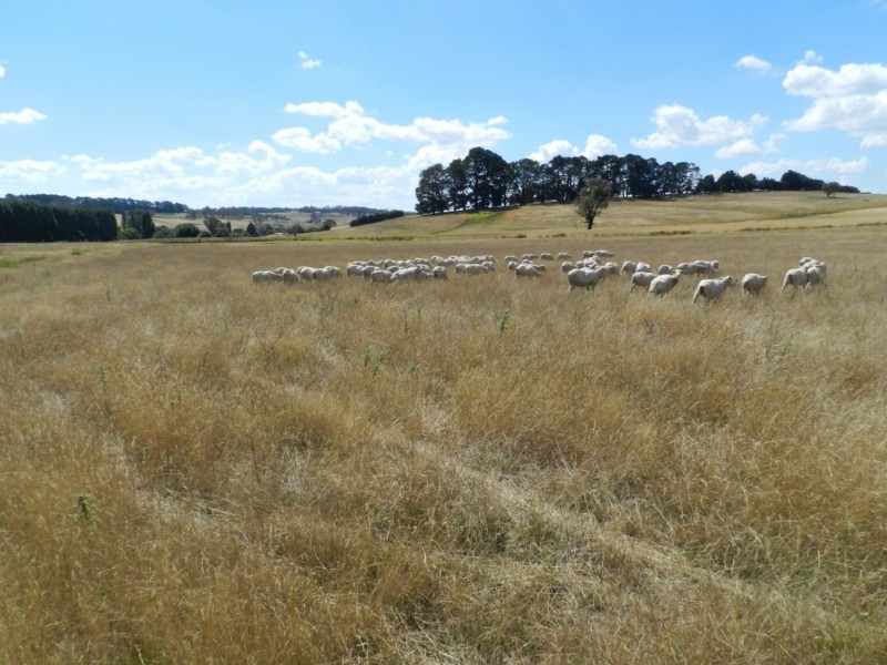 61 Woodhouselee Road, Laggan NSW 2583