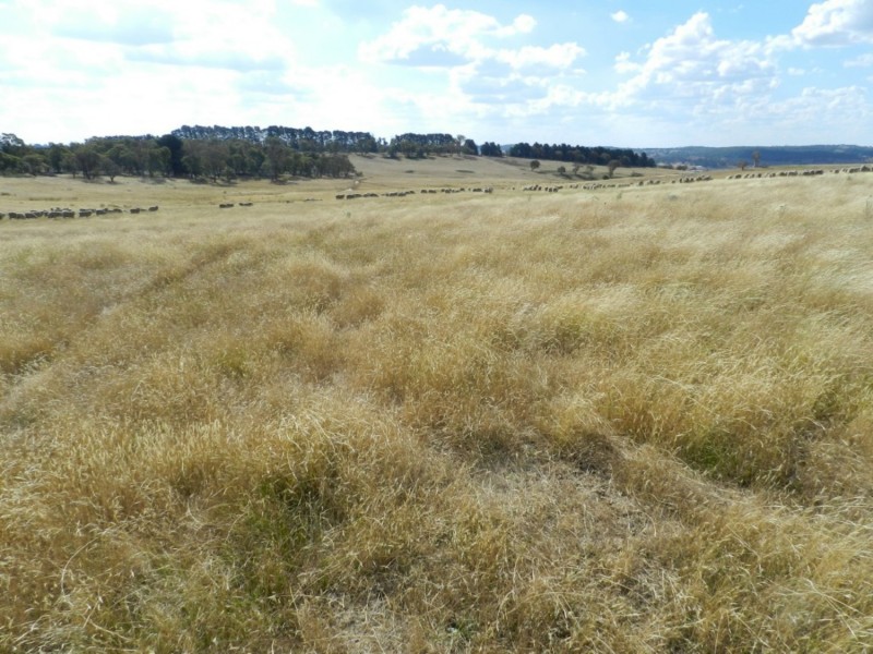 61 Woodhouselee Road, Laggan NSW 2583