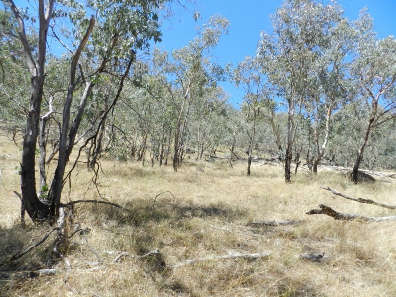 2228 Grabine Road, Bigga NSW 2583