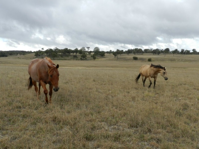 1193 (Lot 5) Bullamalita Road, Bungonia NSW 2580