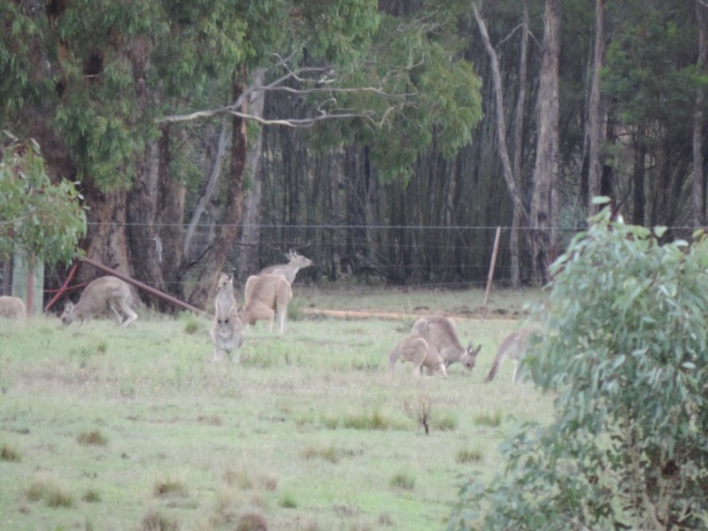 1000 Lower Boro Road, Boro NSW 2622