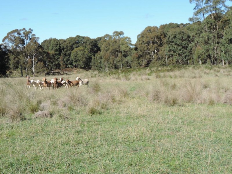 766 Mt Rae Road, Taralga NSW 2580