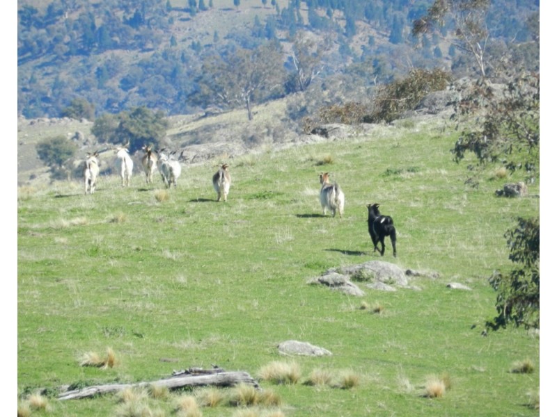 Lachlan View Decca Road, Bigga NSW 2583